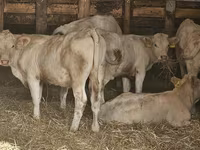 गाय, Charolais cattle — फ़ोटो 2