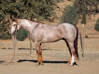 Aygır, National Show Horse — foto 6