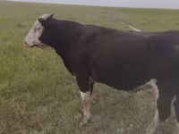 ثور, Russian Black pied cattle — الصورة 1