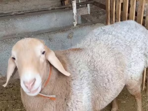 雄羊, 羊
