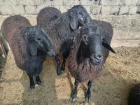 Carneiro, Rhon sheep — foto 3