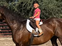 Kısrak, Quarter Horse — foto 2