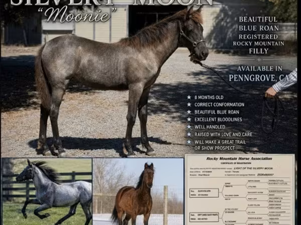 பெண் குதிரை, Rocky Mountain Horse