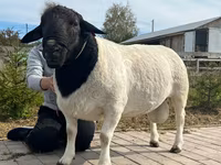 Koç, Dorper sheep — foto 4