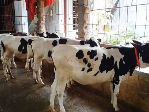 Vache, Race Holstein