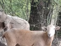 Bélier, Katum sheep — photo 1