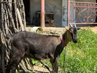 Ziege, Nubian Goat — Foto 1