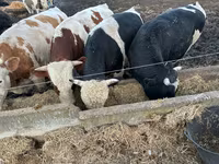 Krowa, Bydło — zdjęcie 2