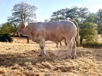 Boğa, Charolais cattle — foto 1