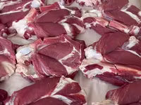 雄羊, Rhon sheep — 写真 5