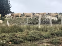 Krowa, Aubrac cattle — zdjęcie 5