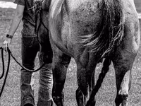 Aygır, Quarter Horse — foto 6