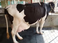 गाय, बिफालो — फ़ोटो 2