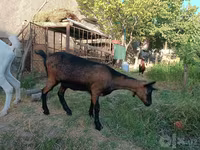 Chèvre, Saanen goat — photo 4