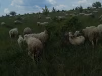 Widder, Merino sheep — Foto 6