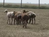 Baran, Hissar sheep — zdjęcie 4