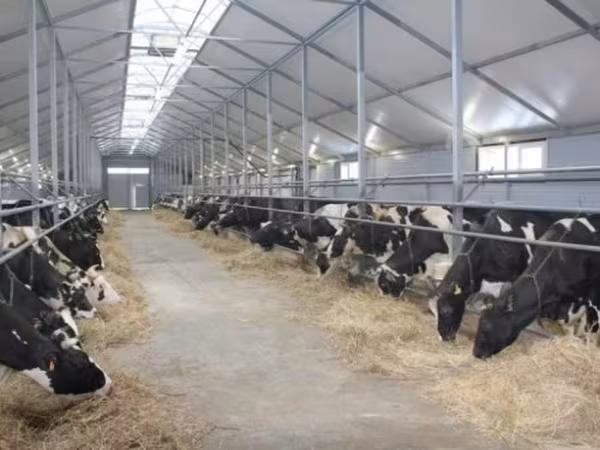 Vaca, Raza Holstein