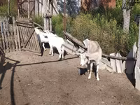Billy Goat, LaMancha goats — photo 4