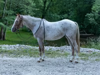 Kısrak, Quarter Horse — foto 1