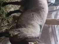Koç, Rhon sheep — foto 1