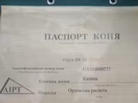 فرس, Orlov Trotter — الصورة 3