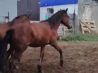 雄馬, Horse breed — 写真 5