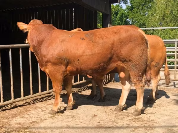 Limousin cow