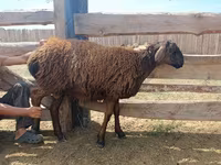 Ram, Edilbay sheep — photo 7