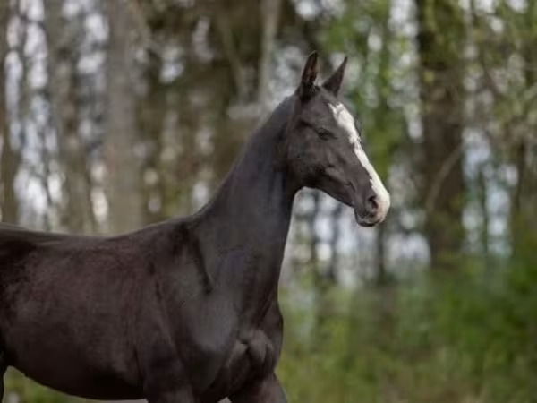 Koń, Akhal-Teke