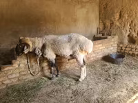 Bélier, Rhon sheep — photo 5