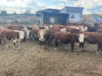 Kuh, Swiss cattle — Foto 4