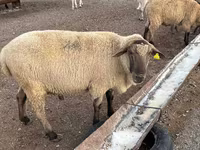 Baran, Hampshire sheep — zdjęcie 1