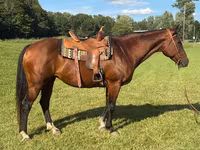 فرس, Quarter Horse — الصورة 1