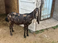 Keçi, Kamori goats — foto 6