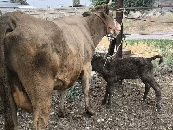 Vache, Simmental cattle