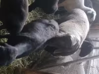 Koç, Rhon sheep — foto 3