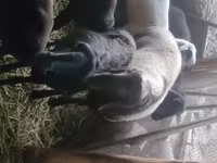 Koç, Rhon sheep — foto 6
