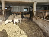 गाय, Charolais cattle — फ़ोटो 6