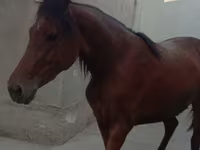 Kobyła, Anglo-Arabian — zdjęcie 4