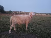 Widder, Assaf sheep — Foto 4