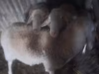 Carnero, Assaf sheep — foto 1