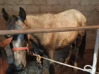 雄馬, Horse breed — 写真 4