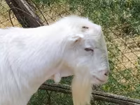 Billy Goat, LaMancha goats — photo 1