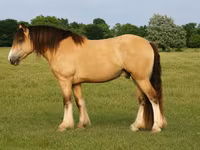 Hengst, Gypsy horse — Foto 1