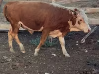 பசு, Latvian Blue cattle — புகைப்படம் 7