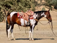 Aygır, National Show Horse — foto 4