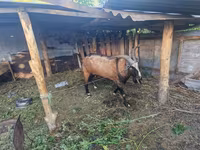 Ziegenbock, LaMancha goats — Foto 2