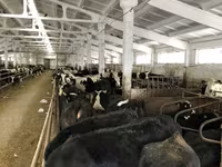 गाय, Yaroslavl cattle — फ़ोटो 7