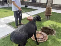 ஆண் ஆடு, ஆடுகள் — புகைப்படம் 2