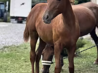 Kobyła, Anglo-Arabian — zdjęcie 1
